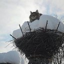  Newkolyabrik,   -  1  2016    