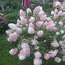 ���� �������, ������, 51 ��� - ��������� 9 ������� 2015 � ������ ���� ������