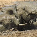 ���� Aleks, ����� ������� - ��������� 13 ������� 2015 � ������ �Elephants�