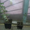 ���� �������, ��������, 57 ��� - ��������� 5 ������� 2015 � ������ ������ ��������