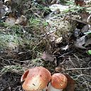 ���� ���������, ������ - ��������� 5 ������ 2015 � ������ ���������� ������