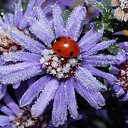  ••,  -  15  2015   