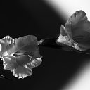 ���� ���������, ������, 50 ��� - ��������� 15 ������ 2016 � ������ ������ �����