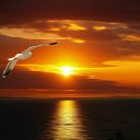 ���� ����, ���������, 56 ��� - ��������� 22 ������� 2015 � ������ ������ ��������