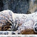 ���� �����, �����-��������� - ��������� 25 ������� 2015 � ������ ������ ��������