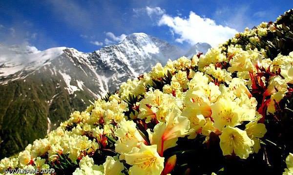 Пора цветения рододендрона в горах.Цветочное вдохновение. - 3