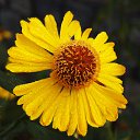 ������� 2015 �� ������� �����ܻ