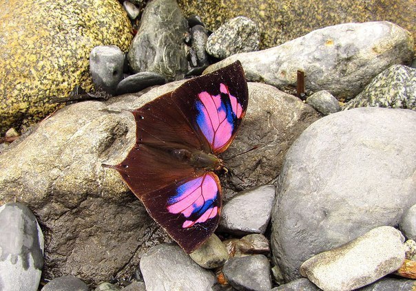  Fountainea nessus