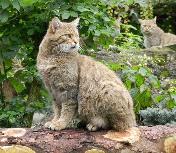 ������ �����. ������ ����� (���. Felis silvestris), ����� ���������� �����, � ����� ����������� ... - 3