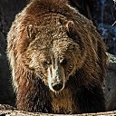 ���� Gangster, ����������� - ��������� 18 ������� 2015