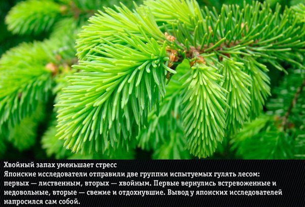 ÏÐÈÐÎÄÍÛÅ ÀÐÎÌÀÒÛ, ÍÅÎÆÈÄÀÍÍÎ ÌÅÍßÞÙÈÅ ÝÌÎÖÈÎÍÀËÜÍÎÅ ÑÎÑÒÎßÍÈÅ - 3