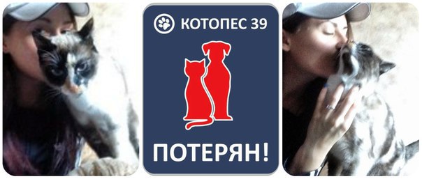 г.Калининград.В ночь с 08. 08. на 09. 08. 2015 г. в пос. Куликово в лесополосе возле моря ( район ...