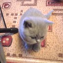 ���� ������, �����-���������, 70 ��� - ��������� 4 ������ 2015 � ������ ����� �����