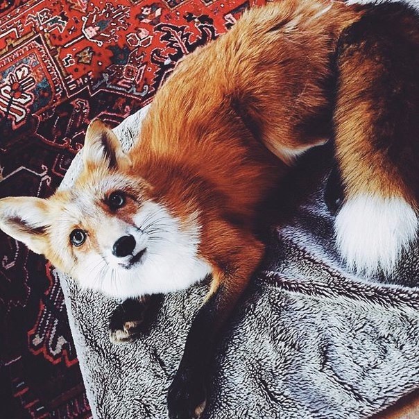 Fashion Club - 30  2016  21:44