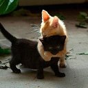 ���� �������, �����, 64 ���� - ��������� 20 ������� 2015 � ������ ���� ����������