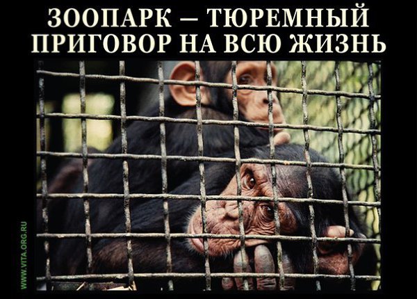 Дементьев Андрей. Жалею зверейЖалею зверей в зоопарке.И в цирке мне жалко зверей.Как люди на зрелища ...