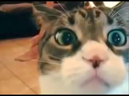��� ������� �������� )