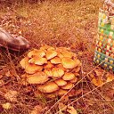 ����������� ����� �� ������� ���� ����������