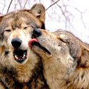 ���� Kolya, ����, 52 ���� - ��������� 1 ������� 2015 � ������ ������ ��������