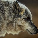  #/Predator/#,  -  30  2015    