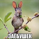���� �������, ������, 46 ��� - ��������� 8 ������ 2015 � ������ ������ ��������