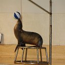  Valentina,  -  4  2015   