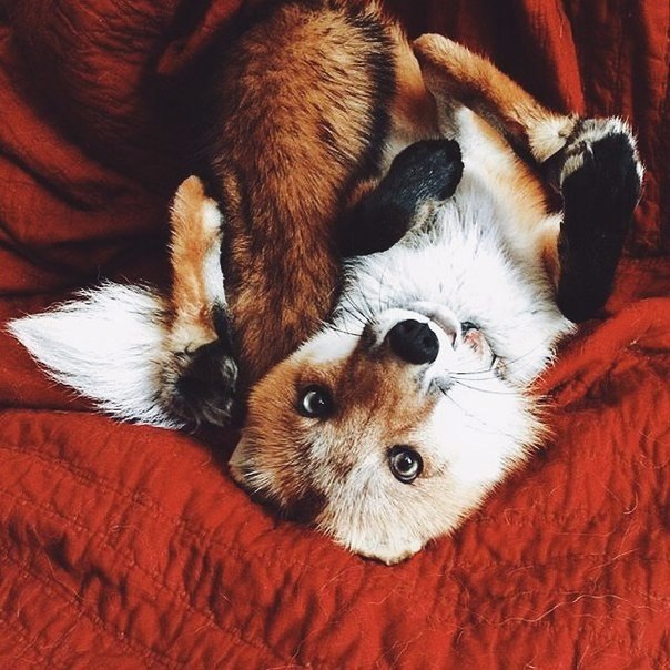 Fashion Club - 30  2016  21:44 - 4