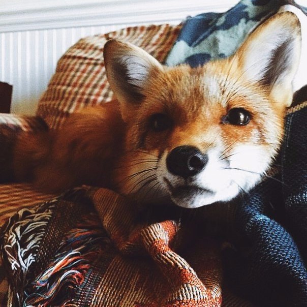 Fashion Club - 30  2016  21:44 - 6