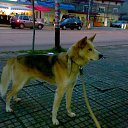 During a walk with my best friend in the life - Bucky ! ! ! Gotse Delchev town December 11, 2014 16:08:30    