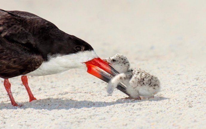     .#animal@travel.blog - 5