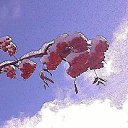 ����...))) �� ������� ���� ����������