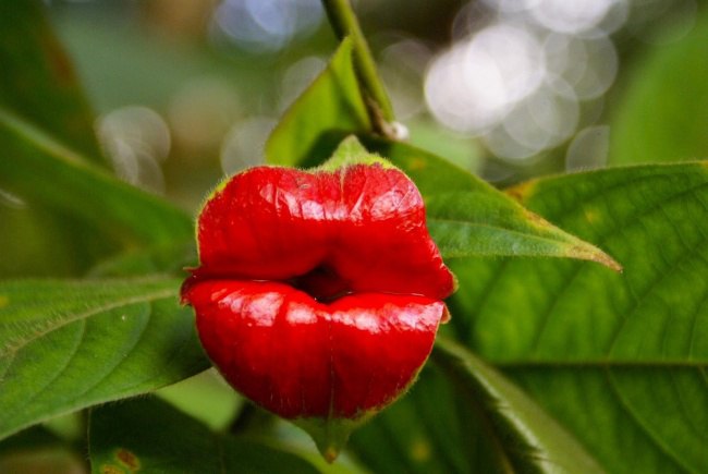   (Psychotria Elata)