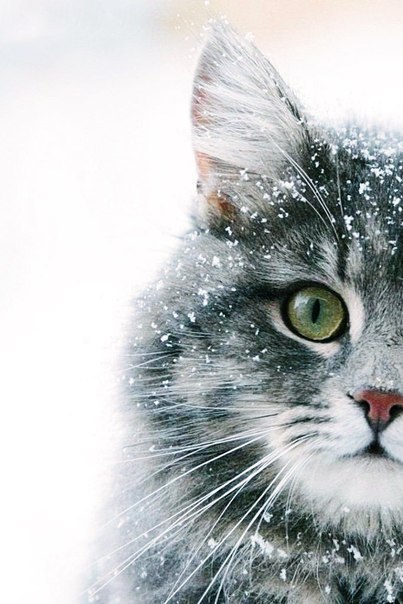 ������ ����