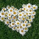 ���� ����, ������, 44 ���� - ��������� 2 ������� 2015 � ������ ���� ����������