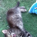 ���� ������, ����������� - ��������� 2 ������� 2015 � ������ ���� ����������