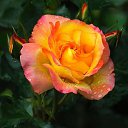 ���� Ani, ������ - ��������� 24 ������� 2015 � ������ ������...�