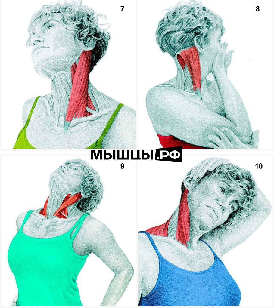 Болит голова и мышцы шеи. Грудино-ключично-сосцевидная мышца мышцы шеи. Грудино ключично сосцевидная мышца шеи. Растяжка мышц шейного отдела. Упражнения для растяжки мышц шеи.