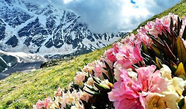 Пора цветения рододендрона в горах.Цветочное вдохновение. - 2