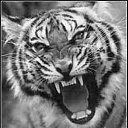 ���� �������, ���������, 55 ��� - ��������� 22 ������ 2016