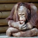 ���� S�����, �����-���������, 61 ��� - ��������� 17 ������ 2016 � ������ ���� ����������