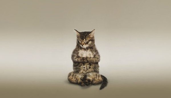 Почему стоит завести кота? Если у вас нет кота — полжизни вы уже, считай, потеряли. Постарайтесь не ...