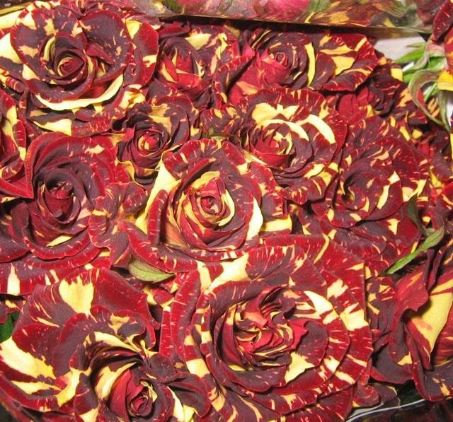 Природное искусство. Роза Абракадабра. Выведена сравнительно недавно, около 20 лет назад ... - 4