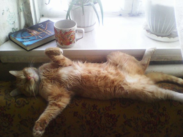 #ваши_котики@catism.Когда даже во сне готов любить и обнимать весь мир!