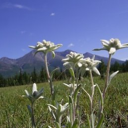 Edelweiss, ���������, 58 ���