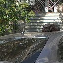 ���� ���, ����������, 47 ��� - ��������� 20 ������� 2015 � ������ ���� ����������