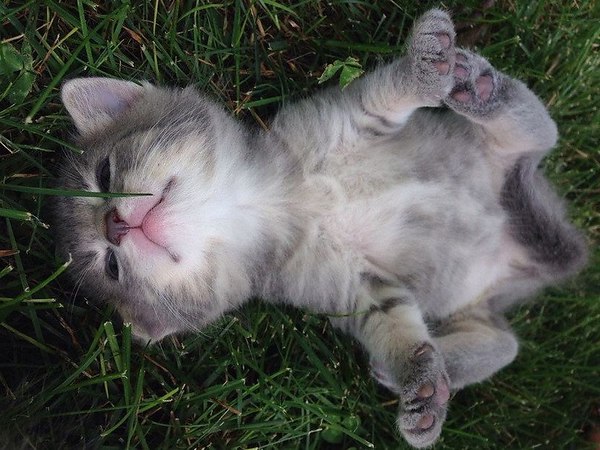 Обычный кот.Живёт у нас обычный кот,С зелёно-жёлтыми глазами.Порой, шпана, и обормотС хитрющей, ... - 2