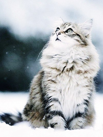 ������ ���� - 5