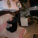 ���� �� ������� ���� �������