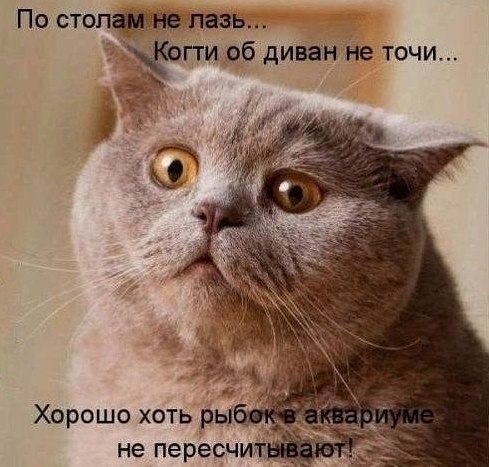гиф (400x225, 4764Kb).Завели мы кота. Вполне себе симпатичный отщепенец, но кусуч и прыгуч просто ...