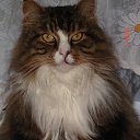 ��� ���� �� ������� ���� ����������